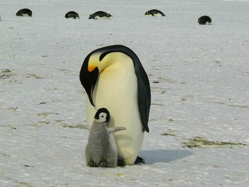 emperor penguin