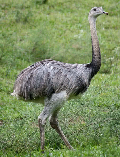 greater rhea