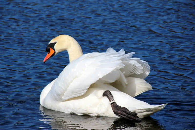 mute swan