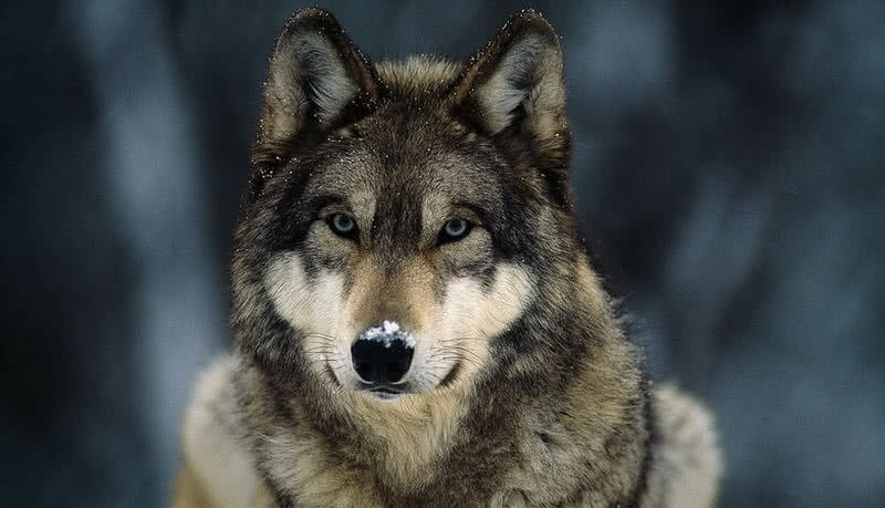 gray wolf