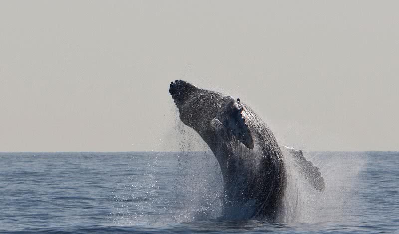 humpback whale