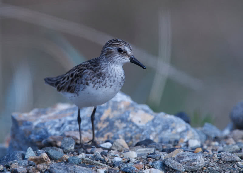 Semipalmed sandpiper