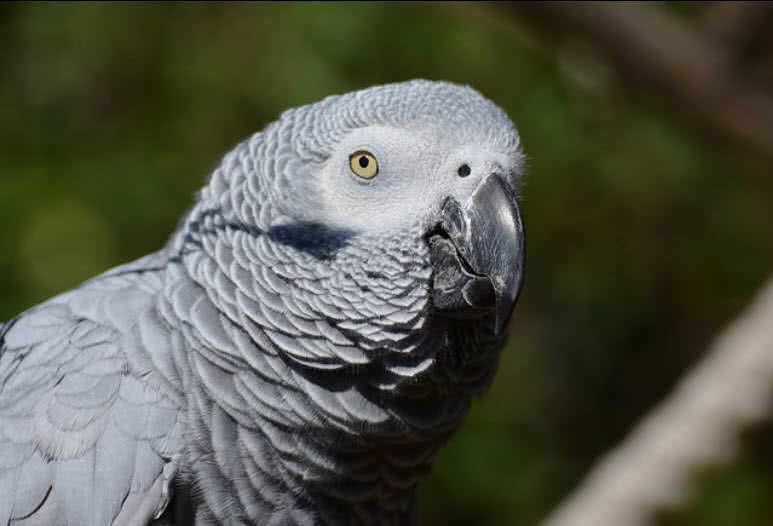 Top 10 Most Beautiful Parrots In The World - The Mysterious World