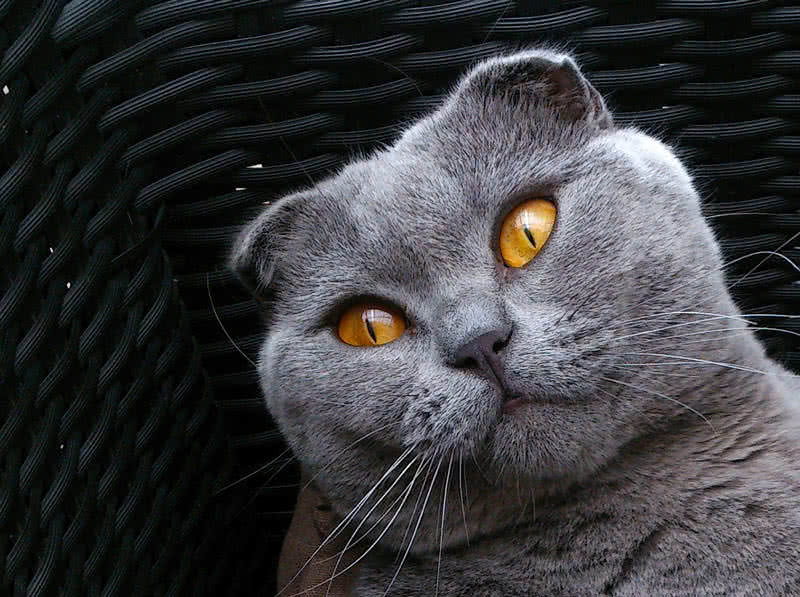 Top 10 Most Beautiful Cat Breeds In The World - The Mysterious World