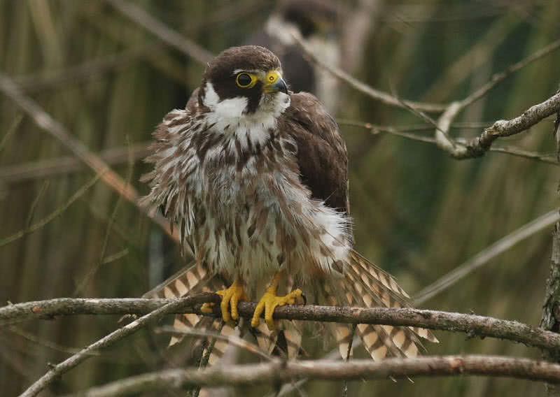 eurasianhobby