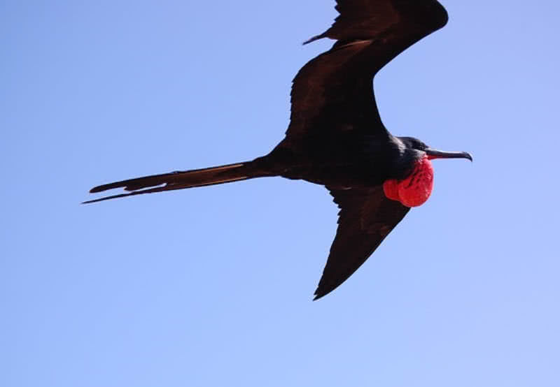 frigatebird