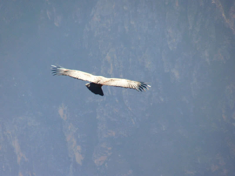 top-10-highest-flying-birds-in-the-world-the-mysterious-world