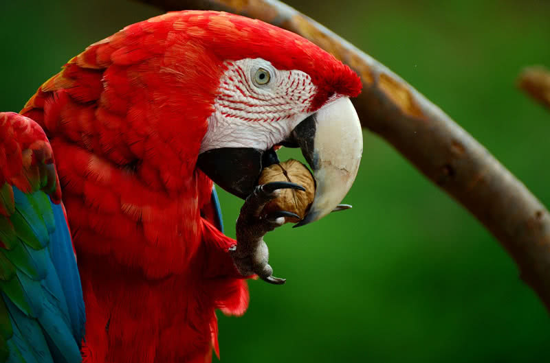 scarlet macaw