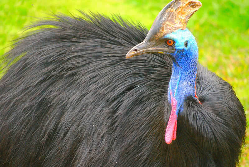 10 Amazing Flightless Birds In The World - The Mysterious World