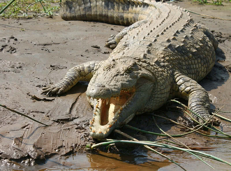 Top 10 Most Powerful Animal Bites - The Mysterious World