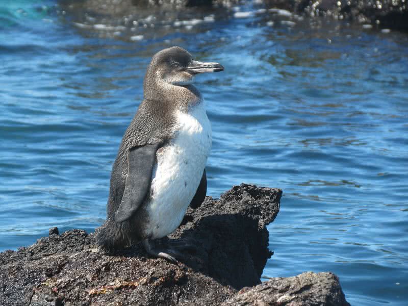 پنگوئن گالاپاگوس